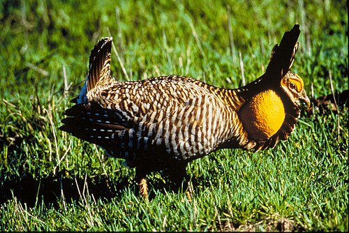 Attwater's prairie chicken